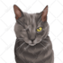 draw pet portrait into cartoon vector