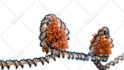 design scientific, medical illustrations and diagrams