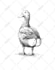 draw digital sketch building, portait, animal