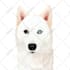draw vector pet illustrations from photos