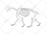 draw realistic scientific and wildlife illustrations