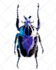 background removal by photoshop 15 image