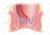create accurate medical and scientific illustrations