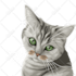 draw vector for animal or any pet in 24 hours