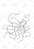 draw botanical and anatomical scientific illustrations