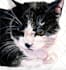 paint adorable watercolor pet portrait