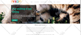 do technical SEO and optimize your website