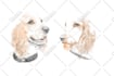 draw digital scribble pet portrait