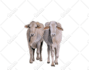do bulk image background removal and photoshop editing