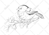 draw an ink illustration