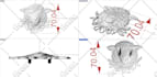 design any type of 3d cad jewelry and render it