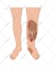 draw professional anatomy and medical illustrations