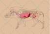 draw professional anatomical drawings for animals