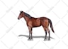 background removal and transparent png for ecommerce bulk images