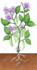create a character plant illustration