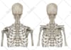 do professional medical illustrations