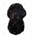 draw high quality vector art for your pet