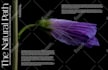 do any adobe photoshop, illustrator, indesign project