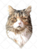 draw high quality vector art for your pet