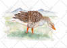 draw cute birds in watercolors