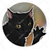 draw cartoon sticker style pet portrait on procreate