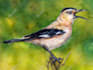 draw amazing any animal, insects, birds, reptiles, nature in watercolors