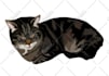 draw dog cat pet portrait vector illustration