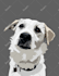 draw your pet with my style