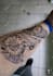 do unique customized realism tattoo design