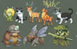 draw detail animal illustration