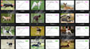 create custom flashcard designs for print
