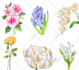 draw plant, botanical illustration