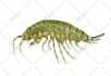 draw a scientific illustration