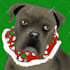 draw your pet in a fun colorful style