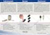 design a BROCHURE from your website