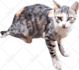 remove background of 10 pictures