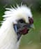 write an article on backyard chicken and duck keeping