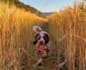 convert your picture into a digital oil painting effect