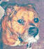 paint your pet in watercolors