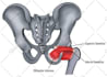 do high quality medical illustrations