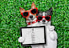 promote your dog logo on laptop with funny dog on beach