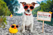 promote your dog logo on laptop with funny dog on beach