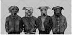 draw your pet in jacket