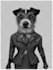 draw your pet in jacket