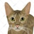 draw your pet head in this style