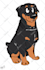 draw your dog or pet in my cartoony style