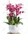 elevate your images, background removal, resize, crop and reframe
