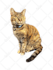 remove background of 5 pictures