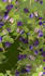 create floral pattern design for textile