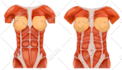 draw a professional anatomical medical drawing
